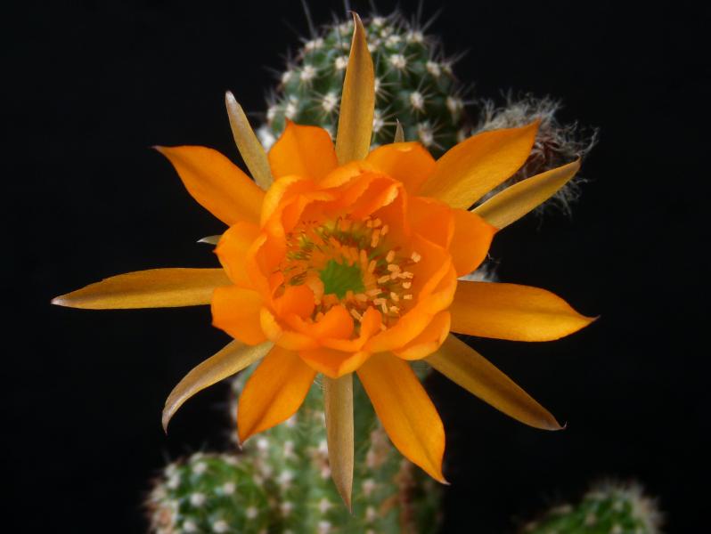 Blüten einer Mutterpflanze