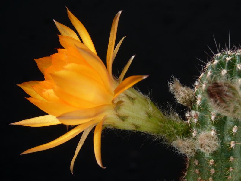 Blüte einer Mutterpflanze