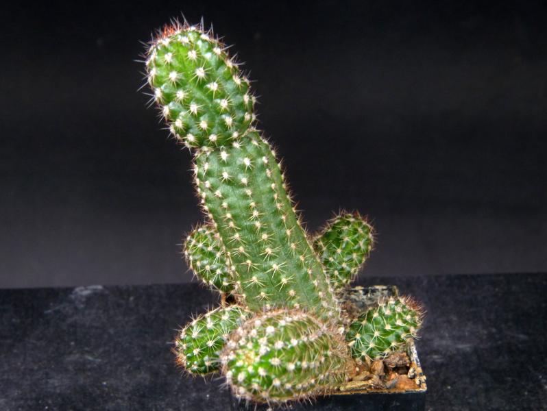 Verkaufspflanze (Beispiel)