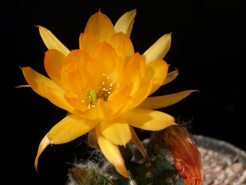 Flower of mother plant