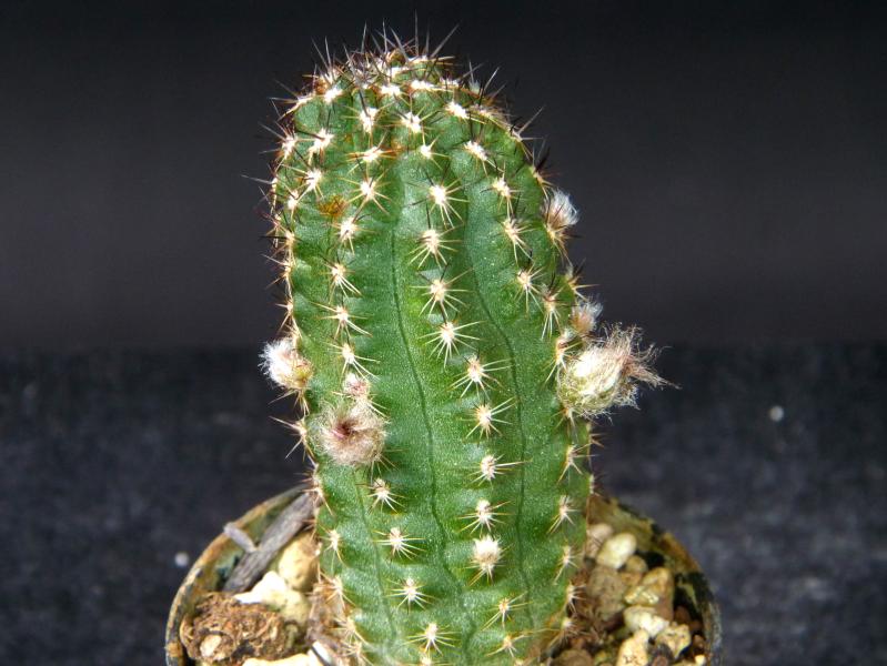 Plant for sale on March, 29