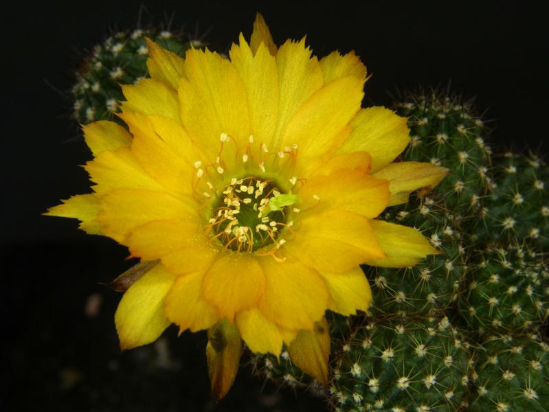 Flower of mother plant