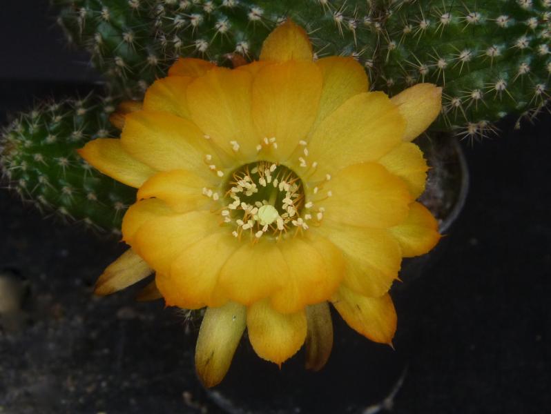 Flower of mother plant