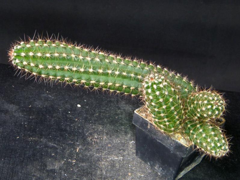 Verkaufspflanze (Beispiel)