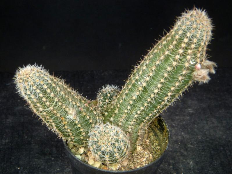 Verkaufspflanze mit Knospen