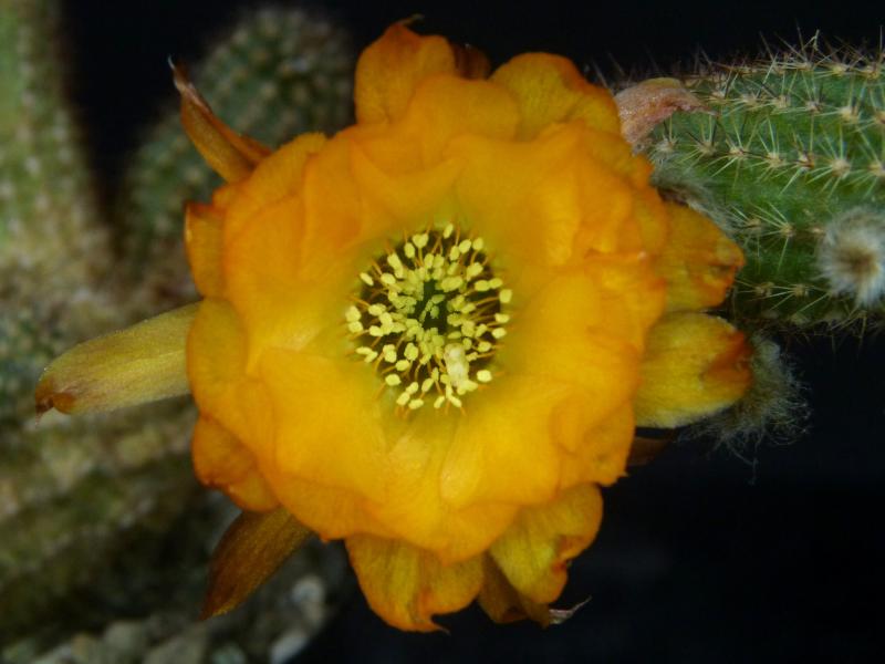 Flower of mother plant