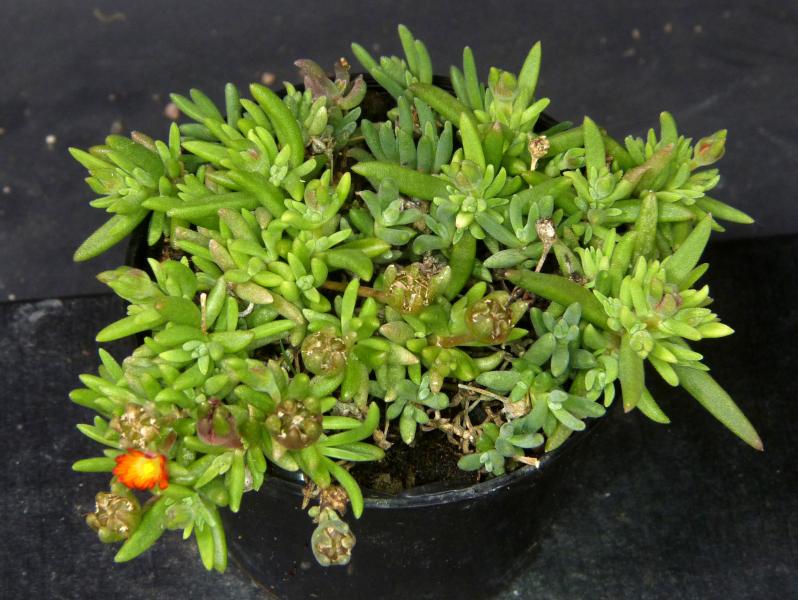 Sales plant (sample)