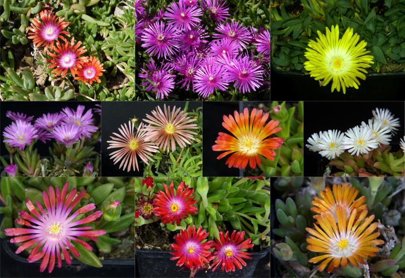 Mutterpflanze mit Blüten