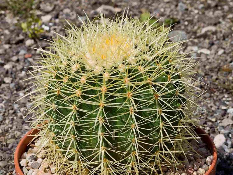 Typical plant