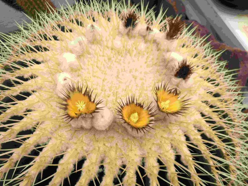 Flowers of motherplant