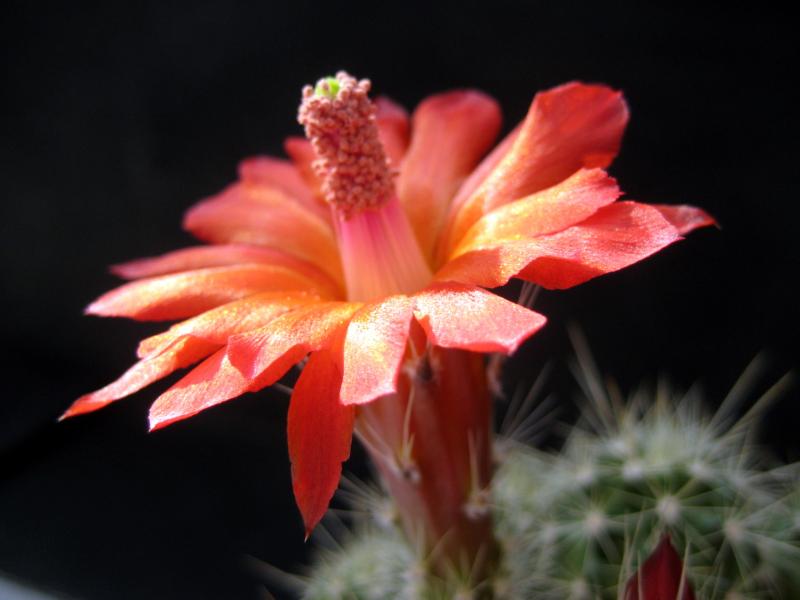 Mother plant