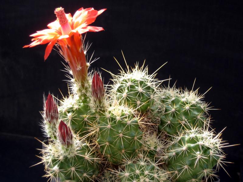 Echinocereus klapperi (seeds)