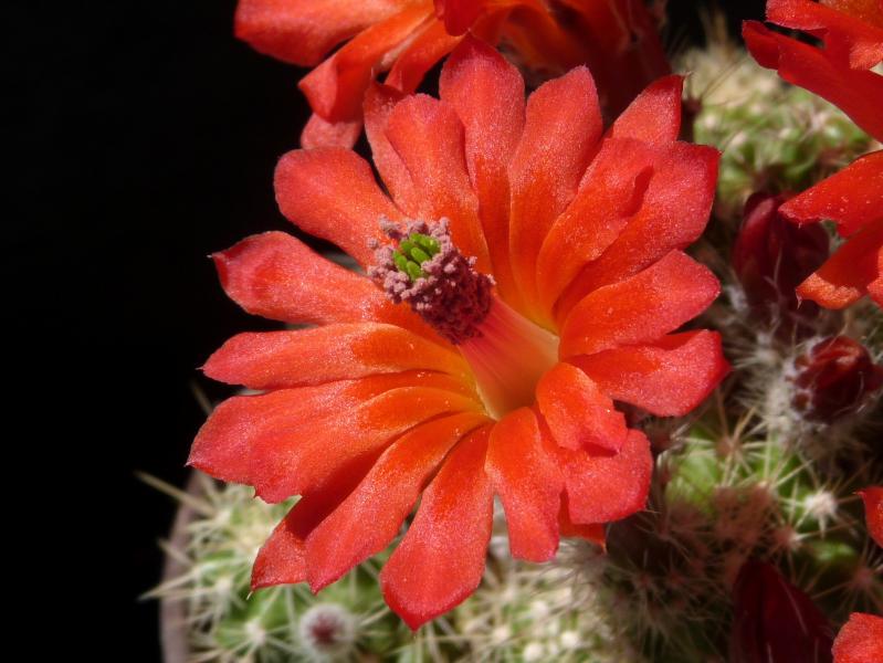 Flower of mother plant
