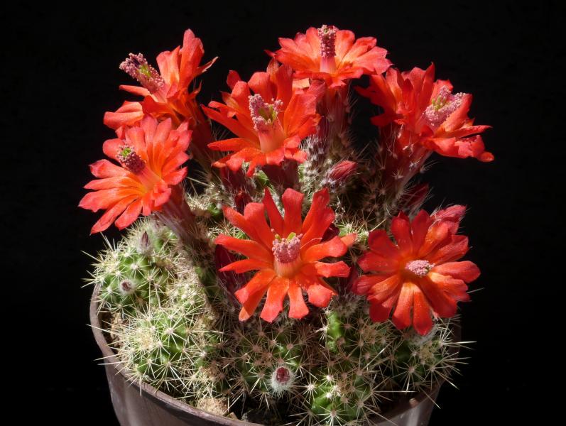Motherplant with flowers