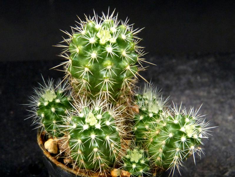 Echinocereus klapperi