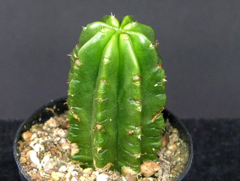 Sales plant (sample)
