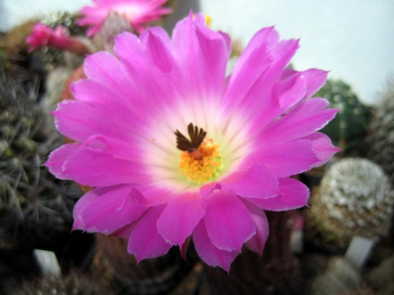 Flower of mother plant