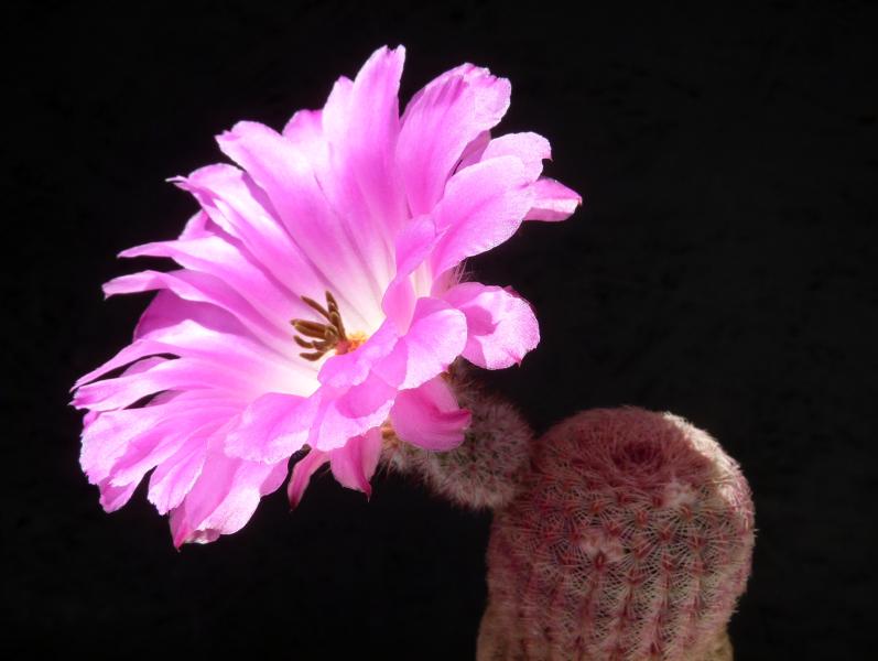 Motherplant with flower