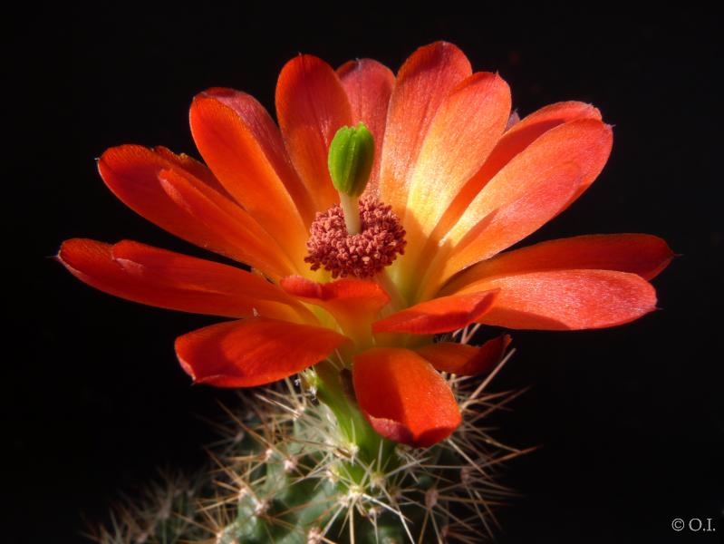 Flower of mother plant