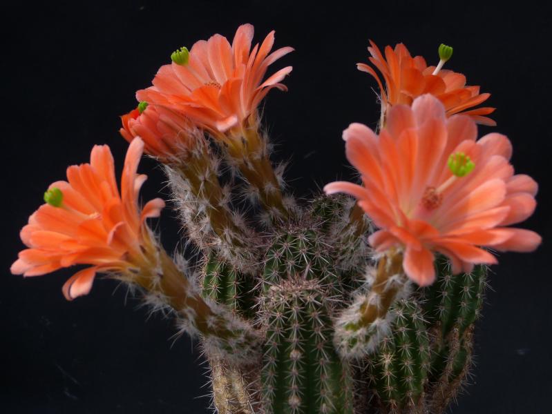 Motherplant with flowers