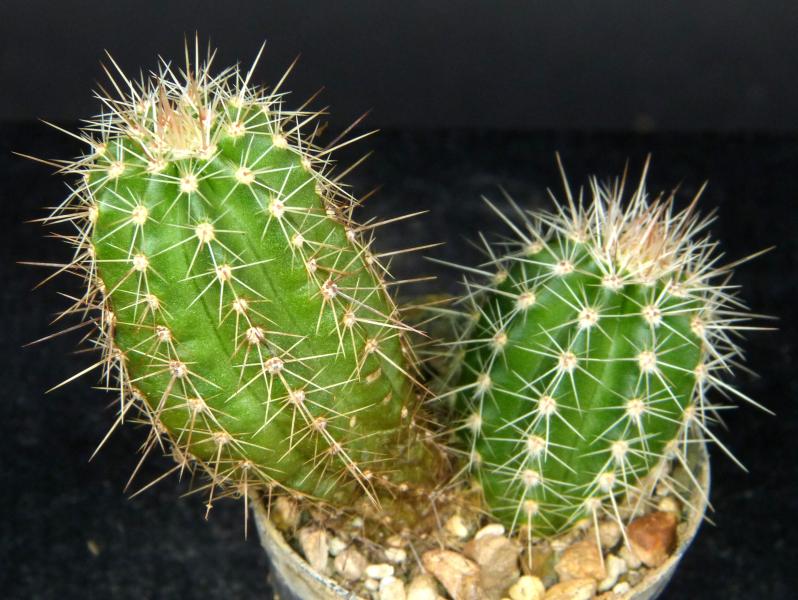Sales plant (sample)