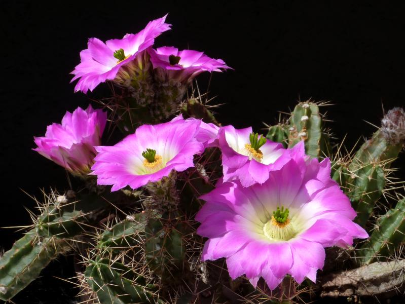 Flowers of mother plant