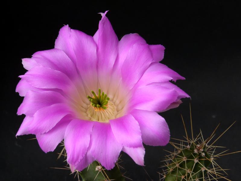 Flower of mother plant