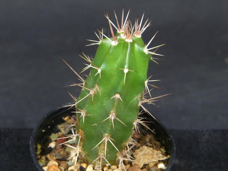 Sales plant (sample)