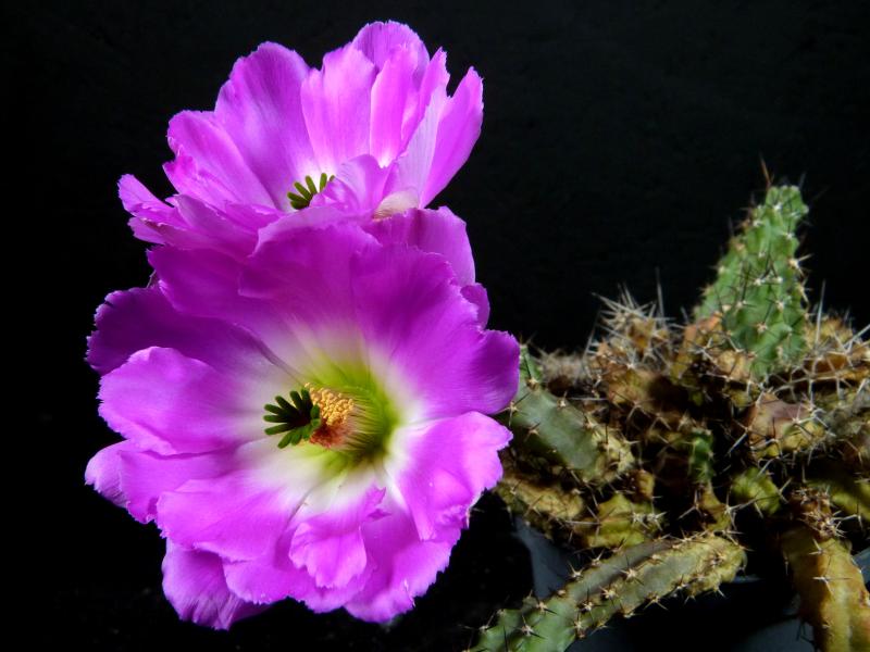 Blüte einer Mutterpflanze