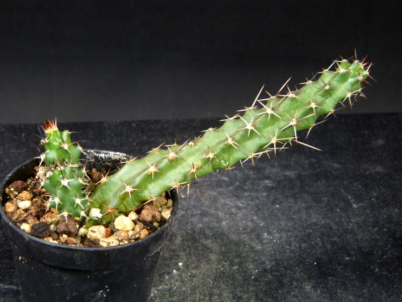 Verkaufspflanze (Beispiel)