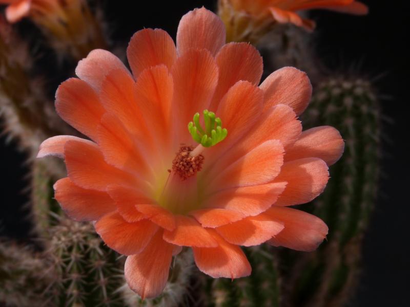 Blüte einer Mutterpflanze