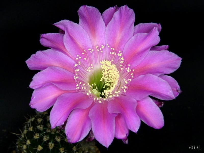 Blüte der Mutterpflanze