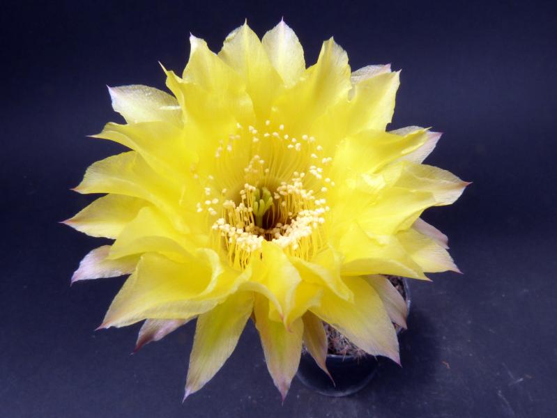Blüte der Mutterpflanze