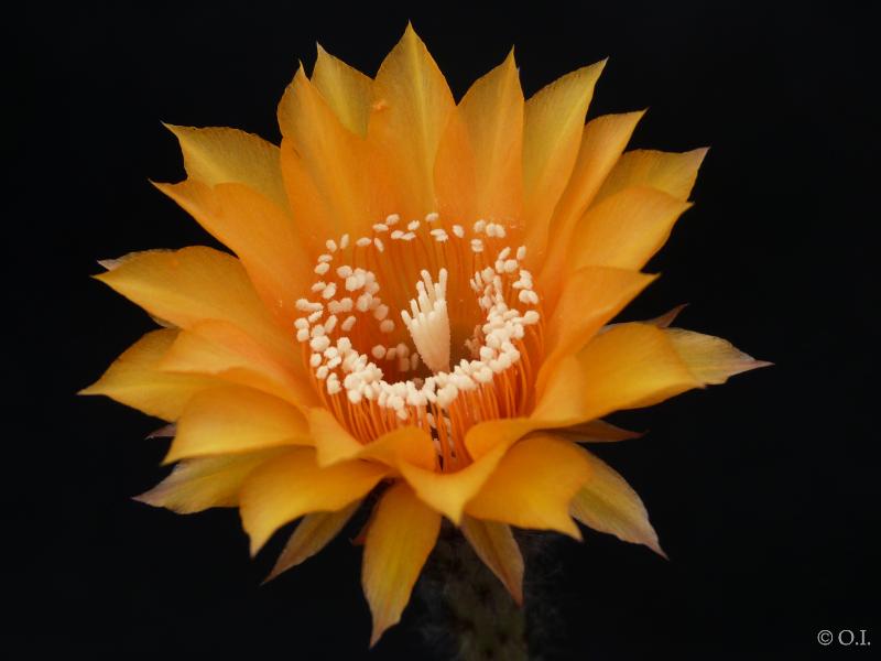 Blüte der Mutterpflanze