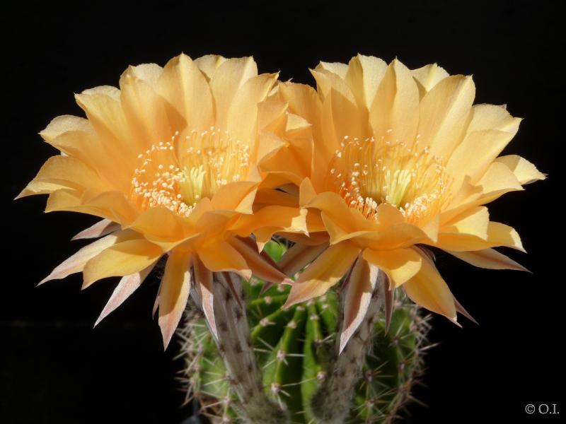 Blüte der Vaterpflanze