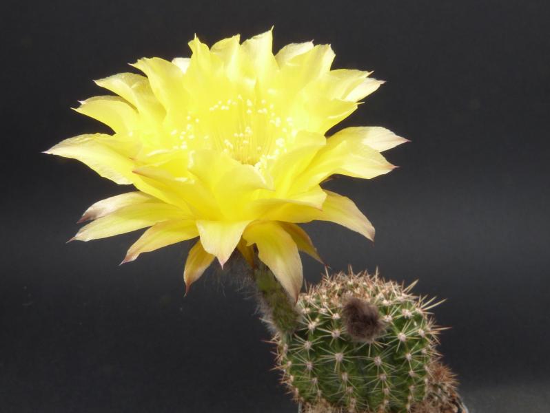 Flower of mother plant