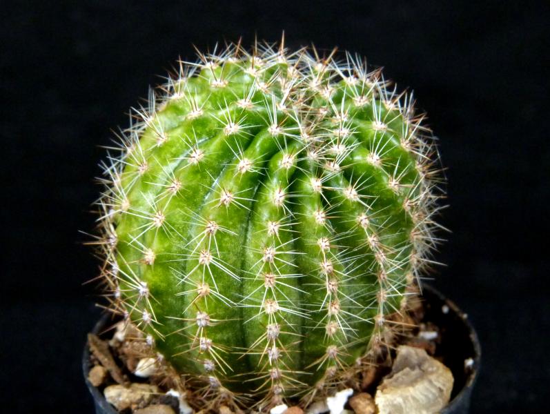 Sales plant (sample)