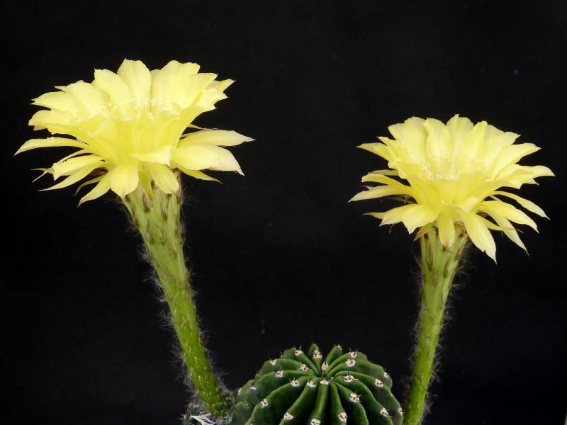 Flowers of mother plant