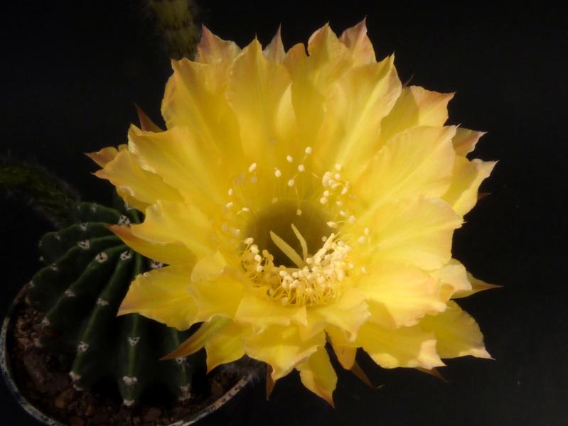 Flower of mother plant
