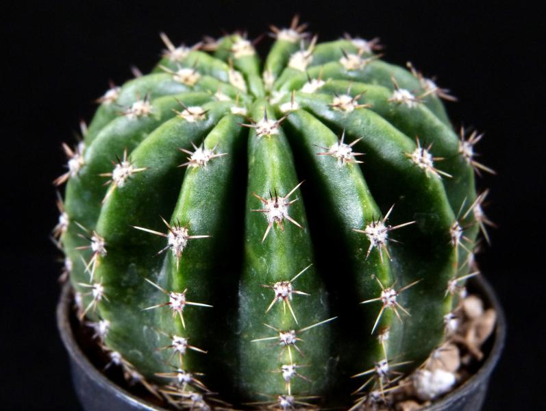 Sales plant (sample)