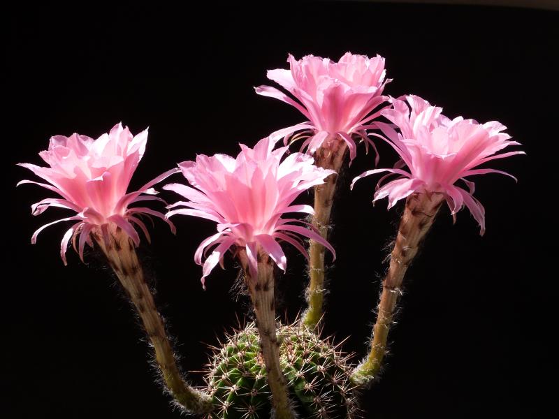 Blüten der Mutterpflanze