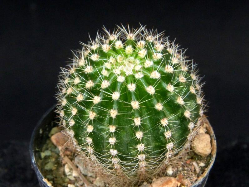 Sales plant (sample)