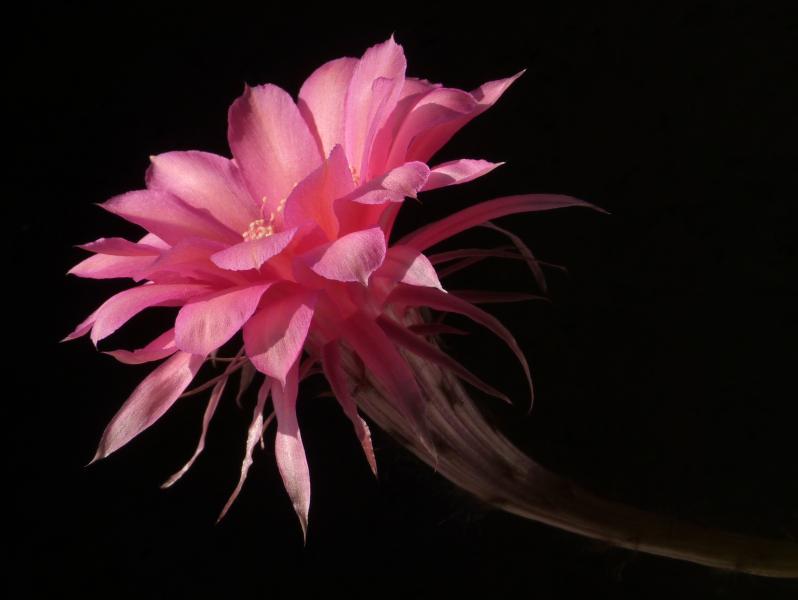 Blüte der Mutterpflanze
