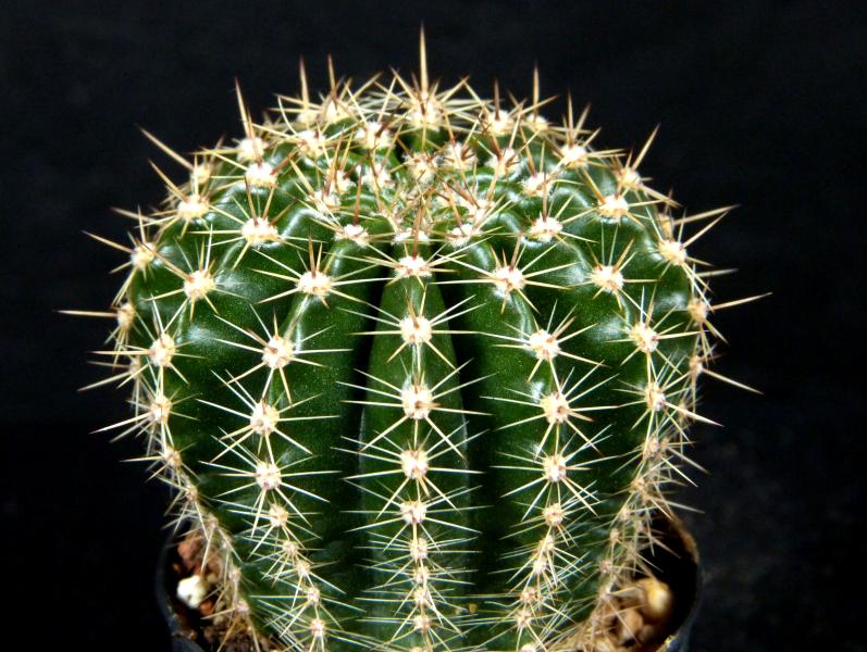 Sales plant (sample)
