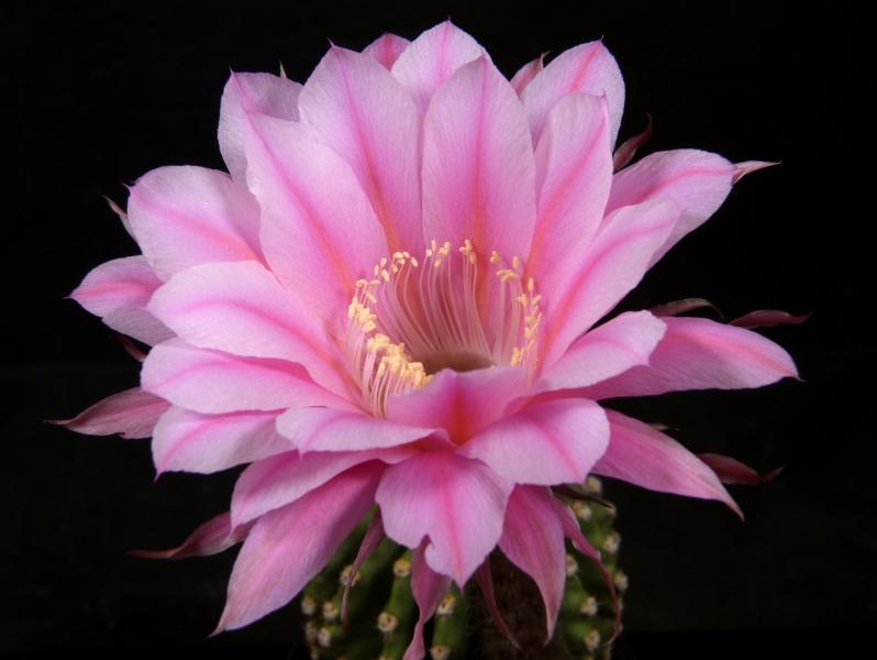 Flower of mother plant
