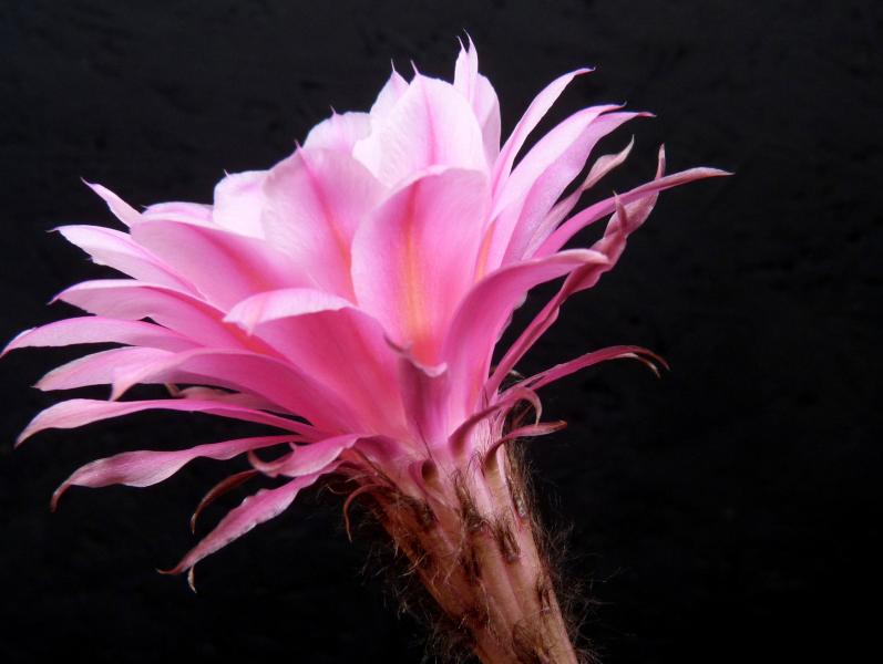 Flower of mother plant