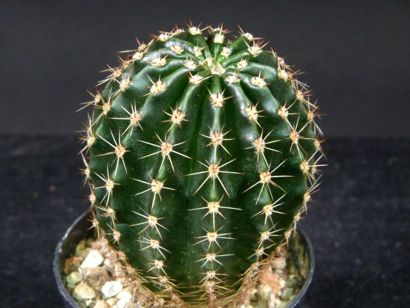 Sales plant (sample)
