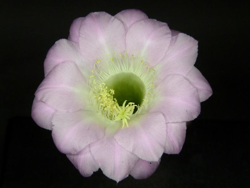Flower of mother plant