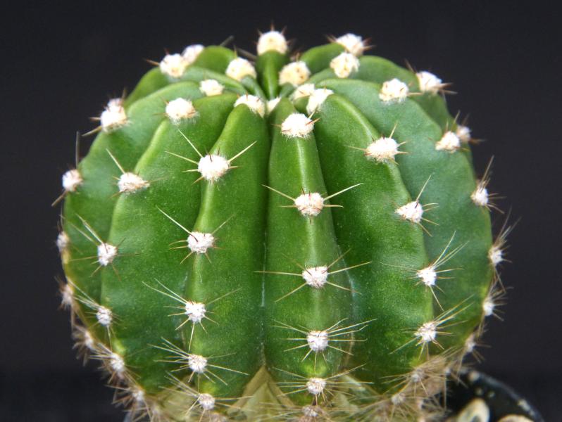 Sales plant (sample)
