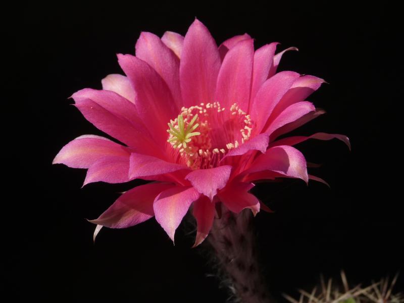 Blüte der Mutterpflanze